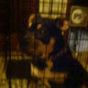 Meet your Posher, George